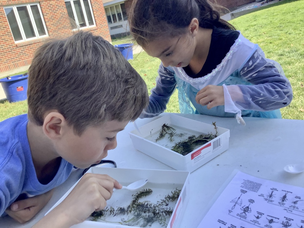 students looking for pond bugs